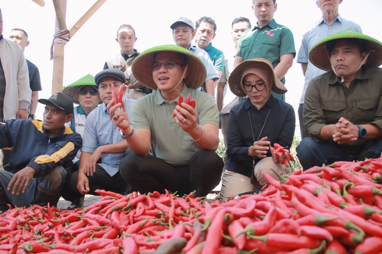 Panen Raya Cabai Merah KDMP Lengkong, KDS Siapkan Penguatan Modal dan Perluasan Lahan Usaha